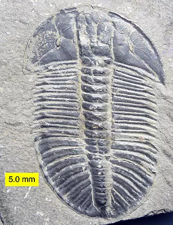 En trilobitt fra kambrium.