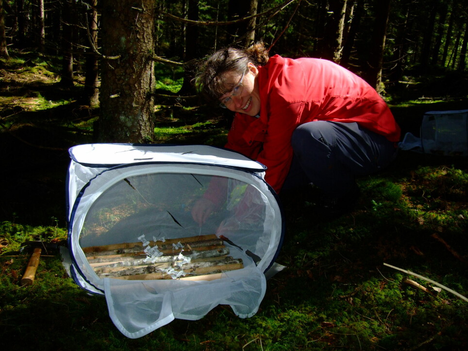 Professor Tone Birkemoe setter opp buret som skal holde insektene unna den døde veden.