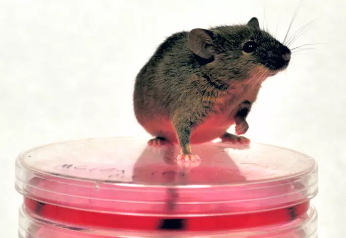 Fibonacci er en av musene som er lagd av ei hudcelle, og som viste seg å selv være fruktbar. Her sitter han på noen av skålene som ble brukt da de amerikanske forskerne forvandlet hudceller til induserte pluripotente stamceller. (Foto: Sergey Kuprianov and Kristopher L. Nazor.)