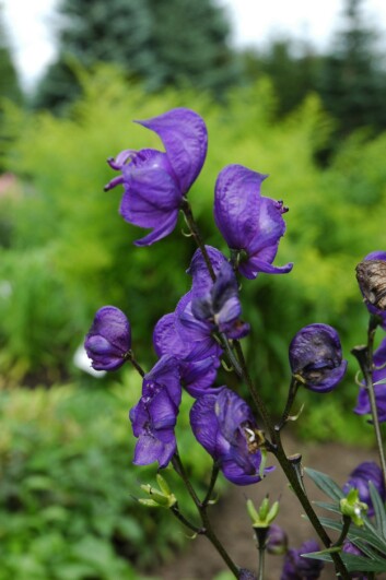 Prakthjelm er en av de mest brukte hageplantene i Midt-Norge. (Foto: Ane S. Guldahl) Prakthjelm er en av de mest brukte hageplantene i Midt-Norge. (Foto: Ane S. Guldahl)
