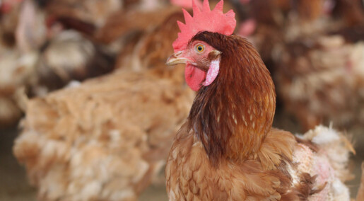 Høns får skader av å legge for store egg, ifølge danske forskere