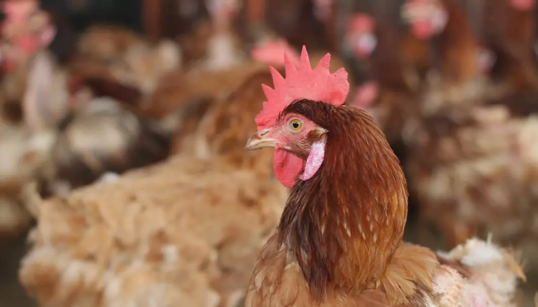 Bruddene på kjølbeinet hos verpehøns er et stort problem for dyrevelferden, mener danske forskere.