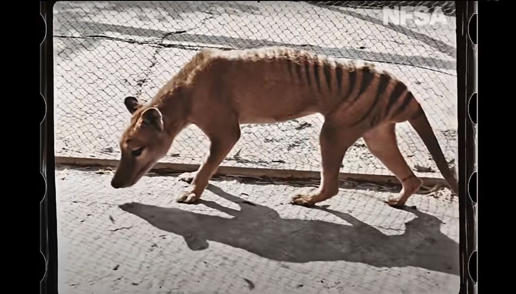 Pungulven kunne minne om en tiger, en hund eller hyene, men var ikke i slekt med disse dyrene. Pungulven kunne minne om en tiger, en hund eller hyene, men var ikke i slekt med disse dyrene.