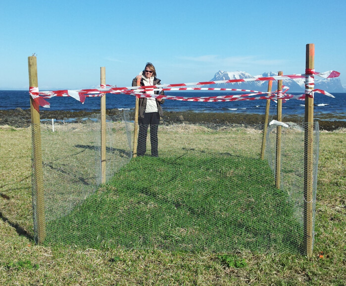 Forsøksfelt i Vesterålen som ekskluderer gåsebeiting. Forsøksfelt i Vesterålen som ekskluderer gåsebeiting.