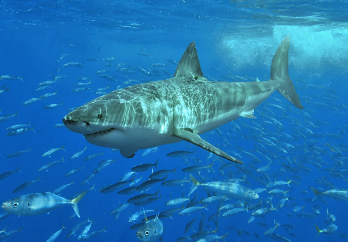 Hvithai ved Isla Guadalupe, Mexico.(Foto: Wikimedia Commons) Hvithai ved Isla Guadalupe, Mexico.(Foto: Wikimedia Commons)