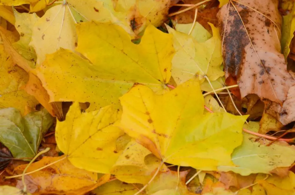 Om høsten transporteres verdifulle næringsstoffer ut av bladene for lagring i stamme og røtter for bruk neste vår.
