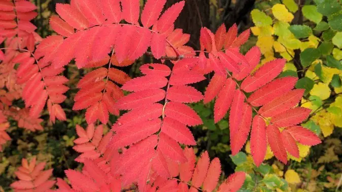 Rødfargen på rognebladene forårsakes av fargestoffet antocyanin. Rødfargen på rognebladene forårsakes av fargestoffet antocyanin.
