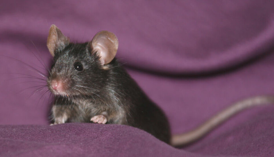 Tiny, eller en av de andre musene som det kinesiske forskerteamet lagde av hudceller. (Foto: Dr. Qi Zhou)