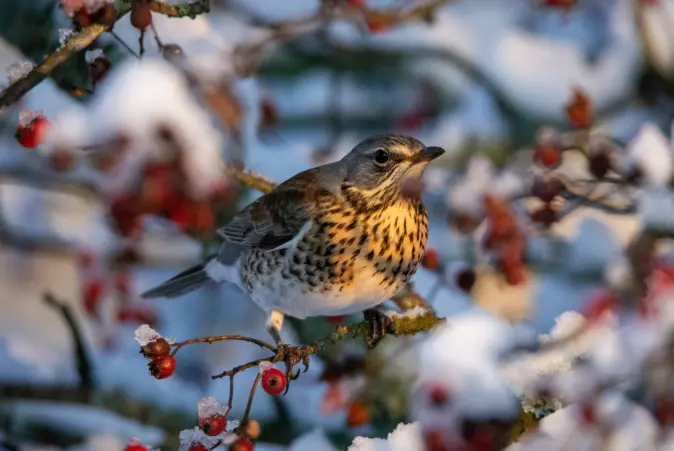 De fuglene som blir i Norge gjennom vinteren kalles standfugler. De lever gjerne av frø og bær, som denne gråtrosten.