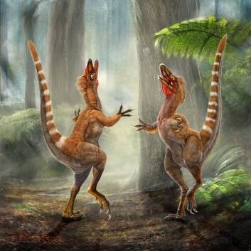"Det er disse dinosaurene Vinther er usikker på om har fått riktig farge. (Illustrasjon: Chuang Zhao og Lida Xing)" "Det er disse dinosaurene Vinther er usikker på om har fått riktig farge. (Illustrasjon: Chuang Zhao og Lida Xing)"