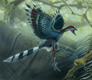 Slik tror forskere at urfuglen Archaeopteryx lithographica så ut. Urfuglen har hjulpet forskere med å forklare den evolusjonære overgangen fra dinosaurer til fugler. (Illustrasjon: Todd Marshall)