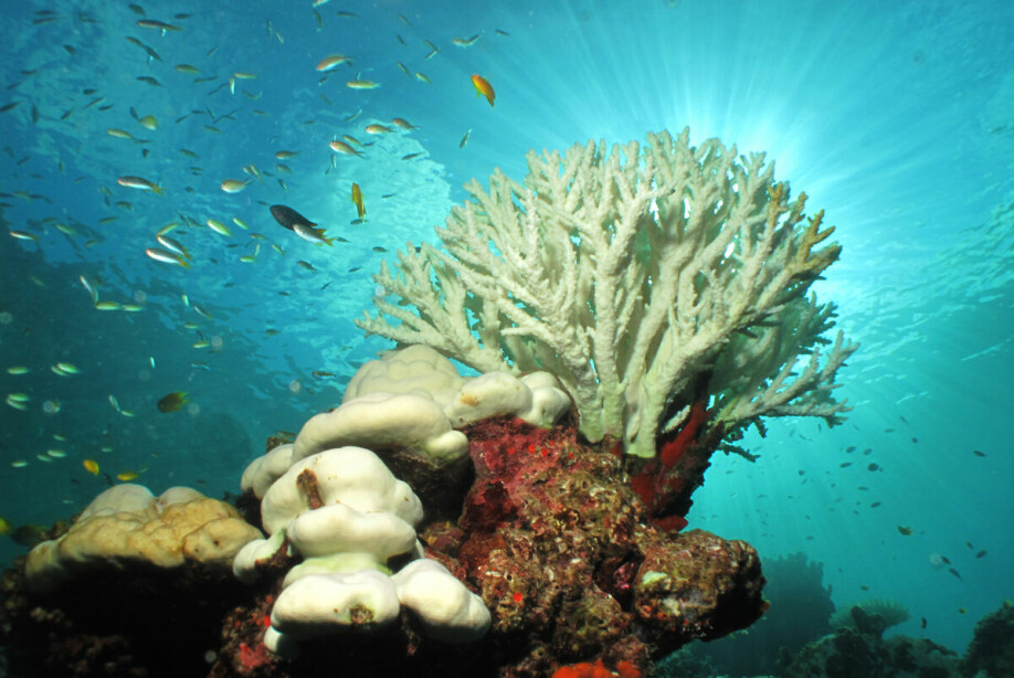 The increase in CO2 in the ocean affects the acidity of the water, making it harder for corals to build their skeletons. Higher water temperatures from global warming also cause coral bleaching, which is when corals expel the symbiotic algae living in their tissues, causing them to turn completely white and die.