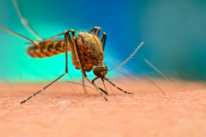 The Aedes aegypti mosquito carries many diseases, including malaria, zika virus, chikungunya, dengue fever and more. If warmer temperatures allow these mosquitoes to spread, what does this mean for global human health?