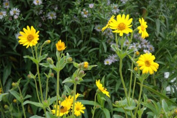 Solblom og asters. (Foto: Ane S. Guldahl) Solblom og asters. (Foto: Ane S. Guldahl)