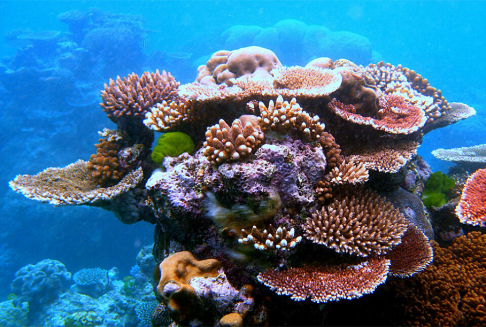Ein ny rapport konkluderer med at alle korallrev i verda vil vere trua innan 2050. (Foto: Toby Hudson)