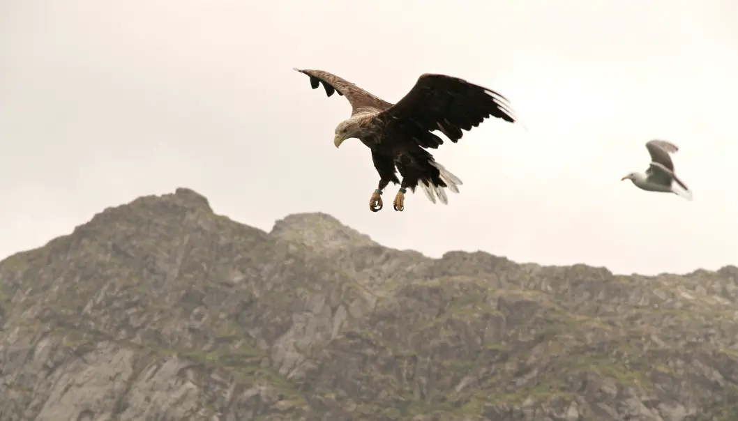 Norsk havørn i Trollfjorden utenfor Svolvær, hvor passasjerer fra Hurtigruten drar på ørnsafari. Norsk havørn utplasseres nå i naturen i andre land. Norsk havørn i Trollfjorden utenfor Svolvær, hvor passasjerer fra Hurtigruten drar på ørnsafari. Norsk havørn utplasseres nå i naturen i andre land.
