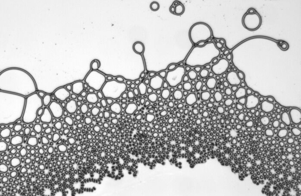 Med ulike oljer skapte forskere en netting av firkantede bobler. Det klarer naturen stort sett ikke å lage selv.