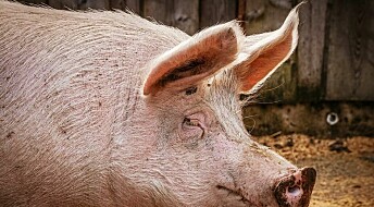 Forskarar testar medisin for menneske på griseøyre