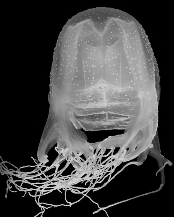 "Chiropsalmus quadrumanus finnes på kysten av Brasil til øst kysten av USA. Dette bildet er tatt på grensen utenfor North og South Carolina. (Foto: Bastian Bentlage)" "Chiropsalmus quadrumanus finnes på kysten av Brasil til øst kysten av USA. Dette bildet er tatt på grensen utenfor North og South Carolina. (Foto: Bastian Bentlage)"