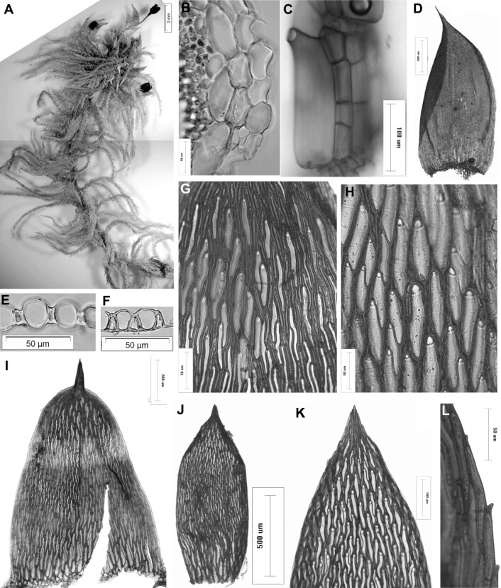 "Dette er torvmosen som har fått navnet Flatbergium sericeum. (Illustrasjon: American Journal of Botany)" "Dette er torvmosen som har fått navnet Flatbergium sericeum. (Illustrasjon: American Journal of Botany)"