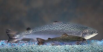 Bildet viser størrelseforskjellen mellom en genmanipulert laks og et like gammelt søsken som ikke er genmanipulert (foran). (Foto: AquaBounty Technologies) Bildet viser størrelseforskjellen mellom en genmanipulert laks og et like gammelt søsken som ikke er genmanipulert (foran). (Foto: AquaBounty Technologies)
