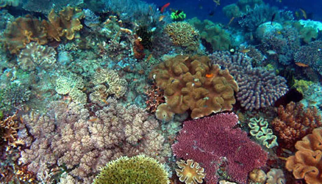 Alle korallrev trua innan 2050