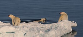 Hva skjer med isbjørnen når havisen forsvinner?