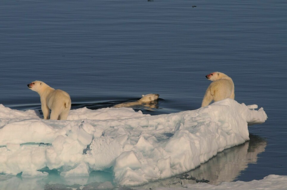 Selv om isbjørnen er en god svømmer er den avhengig av havis, både for å jakte, spise og hvile. Isbjørnbinner som er ute og svømmer med ungene sine risikerer at ungene dør dersom avstandene blir for lange.