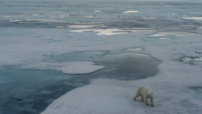Isbjørnen (<span class=" italic" data-lab-italic_desktop="italic">Ursus maritimus</span>) lever i høyarktiske kyststrøk og på øyer i drivisen ved Svalbard, Russland, Øst-Grønland og Nord-Amerika.. Isbjørnen (<span class=" italic" data-lab-italic_desktop="italic">Ursus maritimus</span>) lever i høyarktiske kyststrøk og på øyer i drivisen ved Svalbard, Russland, Øst-Grønland og Nord-Amerika..