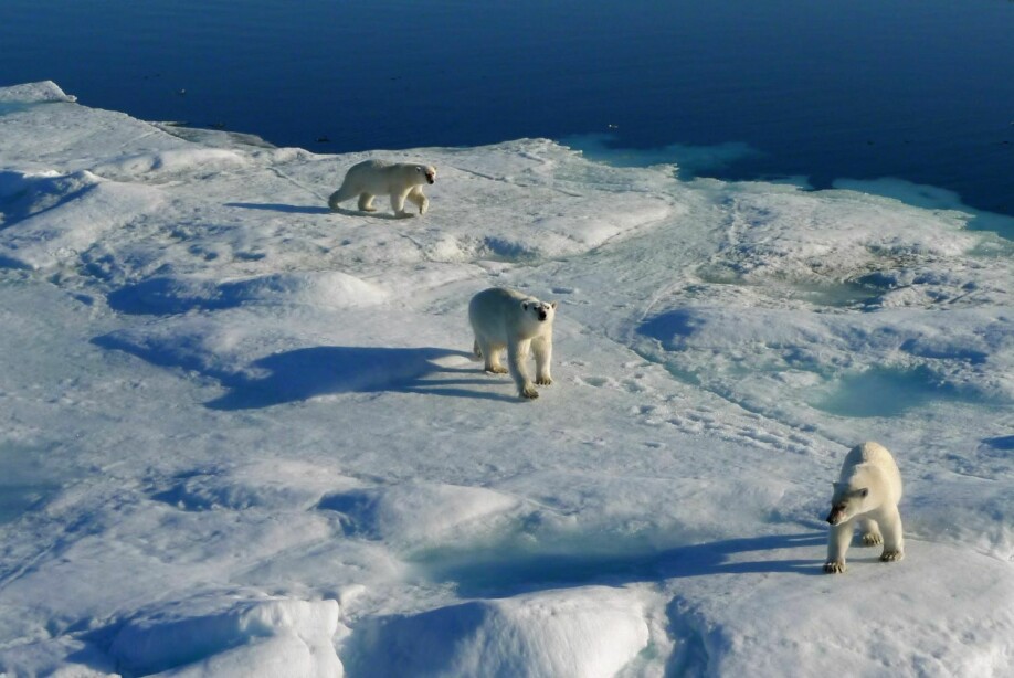 Isbjørnbinne med to unger på vandring.