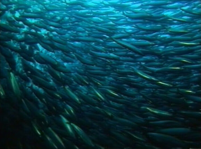 "Sildestimene i Atlanterhavet består av millioner av individer og er blant de største samlingene av biomasse i verdenshavene. (Foto: Havforskningsinstituttet)" "Sildestimene i Atlanterhavet består av millioner av individer og er blant de største samlingene av biomasse i verdenshavene. (Foto: Havforskningsinstituttet)"