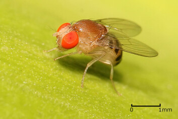 "Drosophila-fluen har et hardt liv, men møter det med kreative løsninger. (Foto: Muhammed Mahdi Karim/Wikimedia Commons)" "Drosophila-fluen har et hardt liv, men møter det med kreative løsninger. (Foto: Muhammed Mahdi Karim/Wikimedia Commons)"