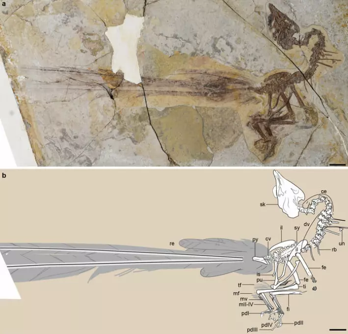 Det øverste bildet viser fossilet av den mer enn 100 millioner år gamle fuglen. Den nederste er en tegning av skjelettet slik forskerne tror at det var bygget opp.