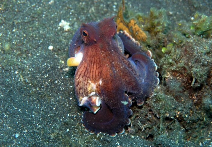 Octopus marginalis (Foto: Jens Petersen/ Wikimedia Commons. Se lisens) Octopus marginalis (Foto: Jens Petersen/ Wikimedia Commons. Se lisens)