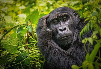 Gorilla-mødre kan bære lenge på en død unge. Er det fordi hun sørger?
