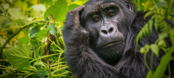 Gorilla-mødre kan bære lenge på en død unge. Er det fordi hun sørger?