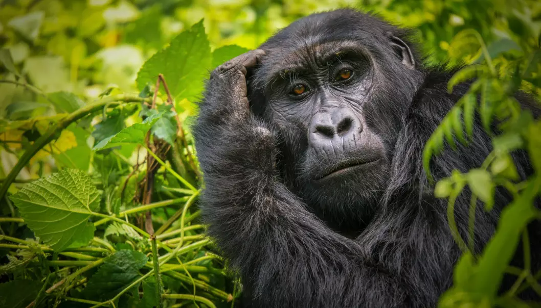 Forskere tror gorillaer lærer mer om døden når de får erfaring med den.