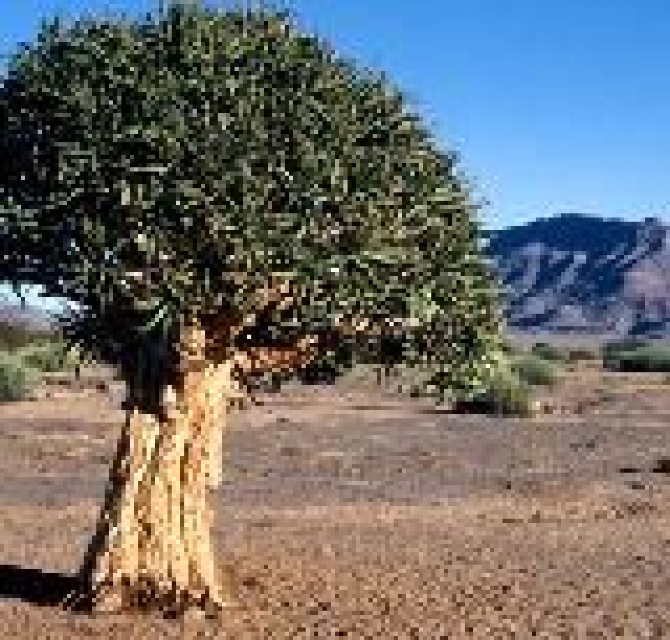 'Namaqualand i Sør-Afrika. (Foto: Poul Wisborg)'