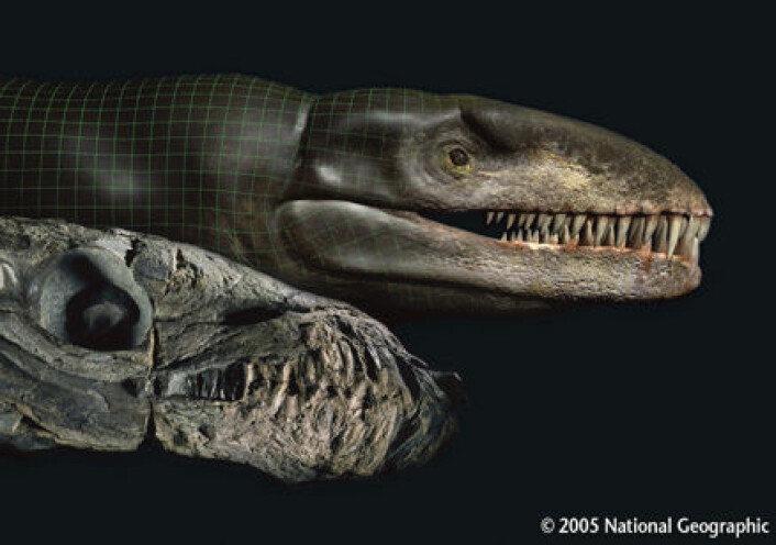 "Fossilet av krokodillen (t.v.) får kjøtt på beinet i en digitalisert modell (t.h.)."