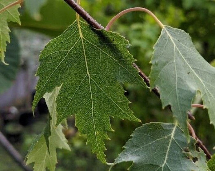 'Fortuna'-bjørka har dekorative, djupt flika blad. Dei minner om blada til 'Ornäs'-bjørka som er mykje brukt i grøntanlegg. Foto: Inger Auestad 'Fortuna'-bjørka har dekorative, djupt flika blad. Dei minner om blada til 'Ornäs'-bjørka som er mykje brukt i grøntanlegg. Foto: Inger Auestad