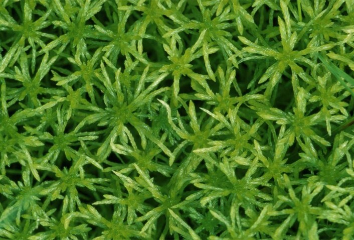 "Dette er Sphagnum girgensohnii, som vokser i Sørøst-Asia. (Foto: Kjell Ivar Flatberg)" "Dette er Sphagnum girgensohnii, som vokser i Sørøst-Asia. (Foto: Kjell Ivar Flatberg)"