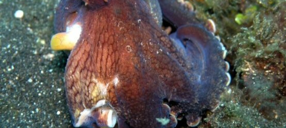 Octopus marginalis (Foto: Jens Petersen/ Wikimedia Commons. Se lisens)