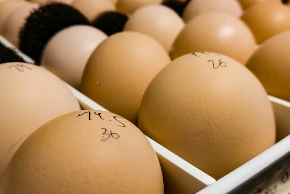 Befrukta hønseegg i brett for rugemaskin. Egga er merka med masse og eit tilfeldig gjeve løpenummer.