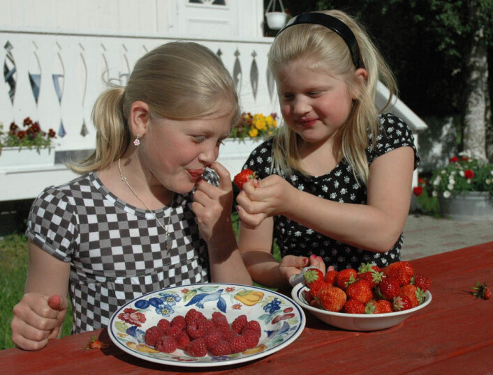 Ferske bringebær og jordbær smaker best, synes også Ingrid (11) og Marie (8) Grue i Kvikne. (Foto: Jon Schärer) Ferske bringebær og jordbær smaker best, synes også Ingrid (11) og Marie (8) Grue i Kvikne. (Foto: Jon Schärer)