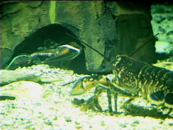 "Amerikansk og europeisk hummer i kamp om skjul, under et forsøk i Akvariet i Bergen. (Foto: Havforskningsinstituttet)"