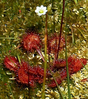 "Den kjøttetende planten soldugg finnes på alle verdens kontinenter utenom Antarktis, og vokser også her i Norge. (Foto: Shark/Wikimedia Commons)" "Den kjøttetende planten soldugg finnes på alle verdens kontinenter utenom Antarktis, og vokser også her i Norge. (Foto: Shark/Wikimedia Commons)"
