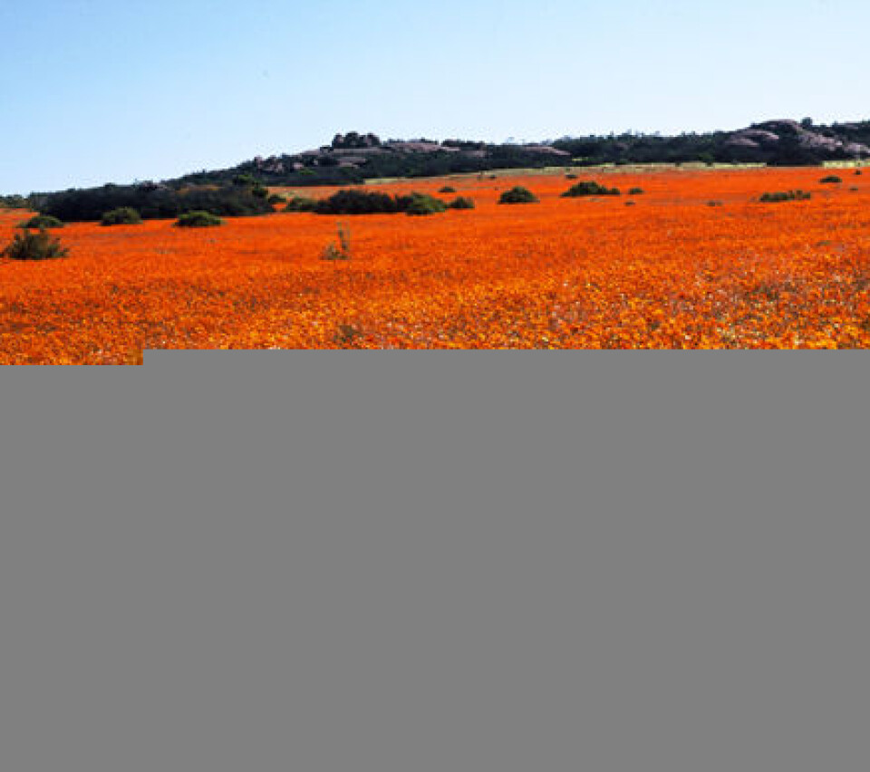 'Namaqualand i Sør-Afrika. (Foto: Poul Wisborg)'