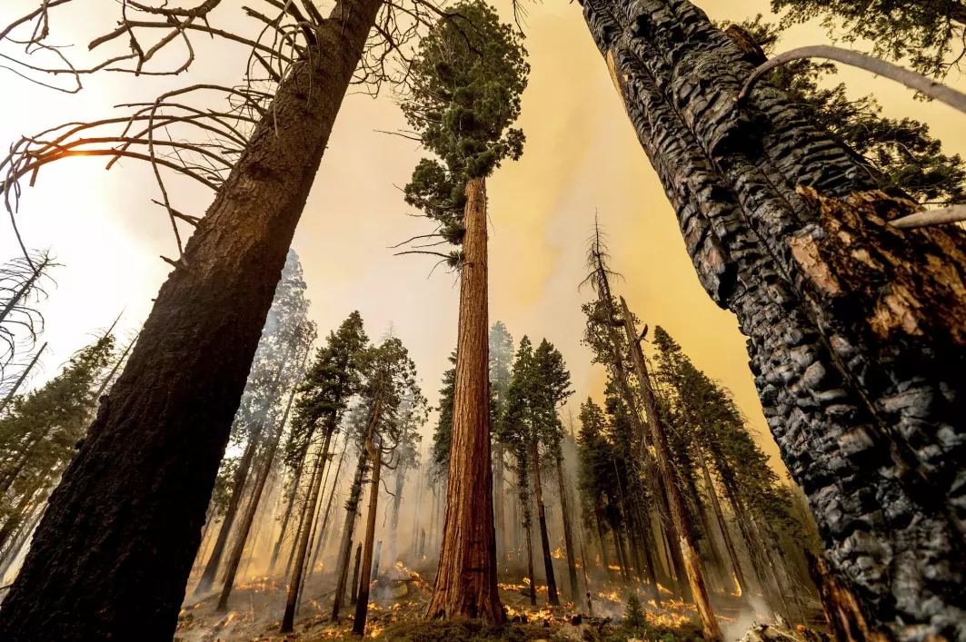 Skogbrannene har satt sine spor i Sequoia National Forest i California.