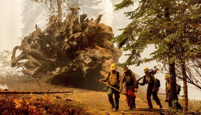 Brannbetjenter ved et veltet kjempetre i Sequoia-skogen søndag.