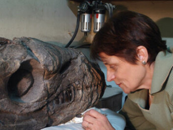 "Paleontologen Zulma Gasparini sammen med den fossile krokodillen hun har gitt kallenavnet Godzilla fordi den har dinosaurlignende snute og tenner."